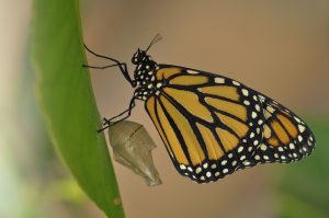 Monarch butterfly. Image credit: Espace pour la vie (Andre Sarrazin)