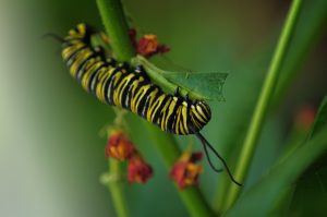 Monarch caterpillar. Image credit: Espace pour la vie (Andre Sarrazin)