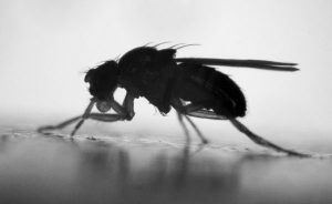 Common fruit fly, Drosophila melanogaster. By Heath MacMillan, York University